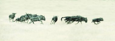 Kalahari sanatsal conver ovasında üzerinde çalışan Springbok sürüsü
