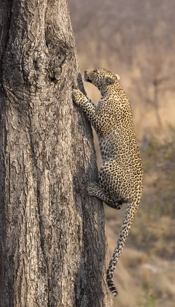 Leopardo solitário subindo rapidamente uma árvore alta na natureza durante o dayti — Fotografia de Stock