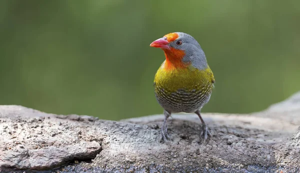 Male Melba Finch drinking water from rocks next to pond — Stock Photo, Image