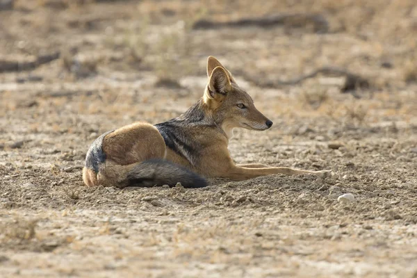 Svart backas Jackal som fastställer för att vila i Kalahari — Stockfoto