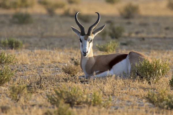 Hermoso springbok macho acostado a descansar en la madrugada o — Foto de Stock