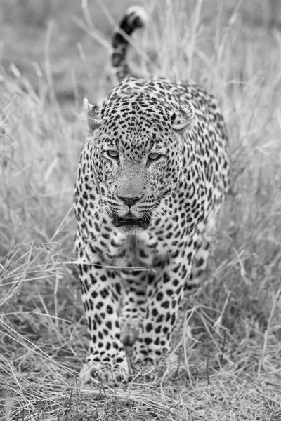 Osamělý leopard chůzi a lov v přírodě umělecké převodu — Stock fotografie