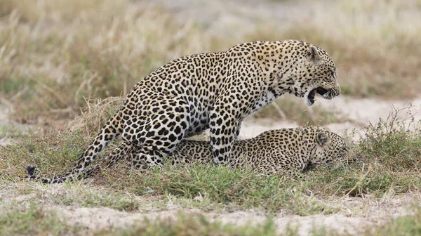 Macho y hembra leopardo apareamiento en la hierba en la naturaleza — Foto de Stock