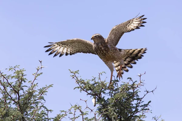 Бледная самка, скандирующая "Goshawk", сидящая на дереве против синей Калы — стоковое фото