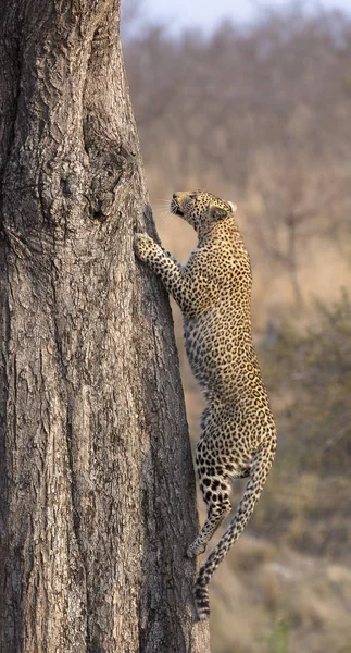 Leopardo solitário subindo rapidamente uma árvore alta na natureza durante o dayti — Fotografia de Stock