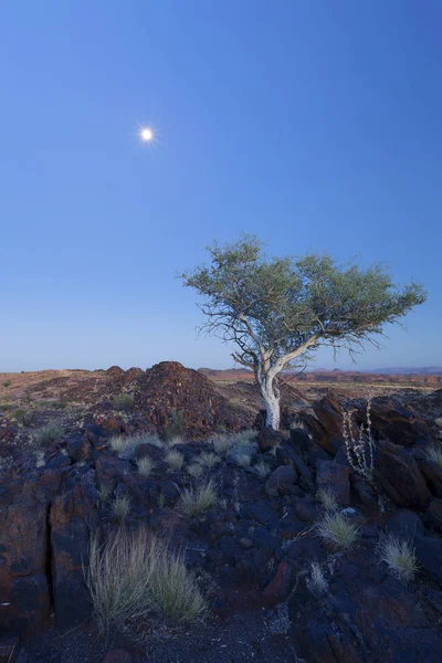 Paisaje de un árbol solitario con tronco blanco y luna en desierto seco —  Fotos de Stock