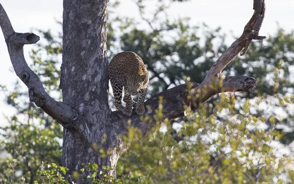 Leopardo maschio in piedi su un albero di Maroela per cercare prede — Foto Stock