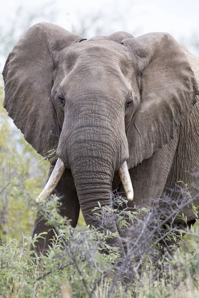 Primer plano de un colmillo de elefante sucio, oreja, ojo y nariz — Foto de Stock