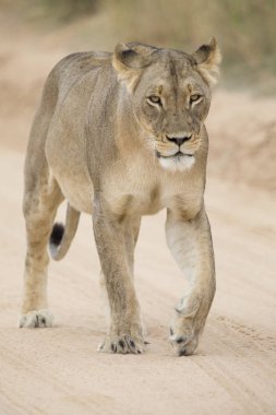 Close-up of a lioness in the Kalahari walking along a dirt road clipart