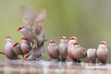 Swarm of small and beautiful Common Waxbill drinking water at po clipart