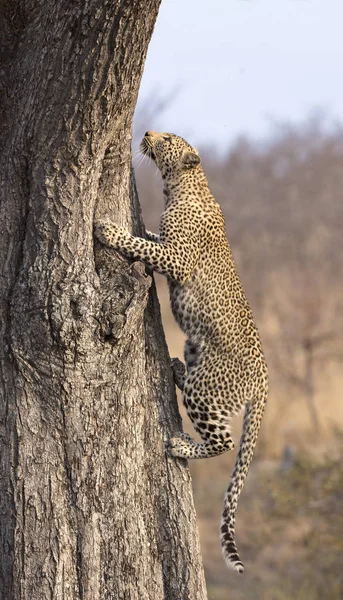 Leopardo solitário subindo rapidamente uma árvore alta na natureza durante o dayti — Fotografia de Stock