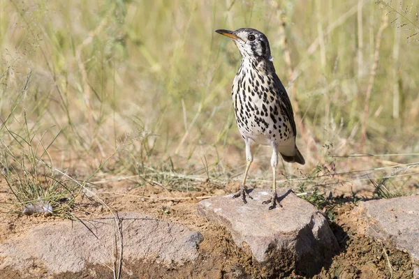 Groundscraper Thrush bebe agua de un pozo de agua en Kalahari d —  Fotos de Stock