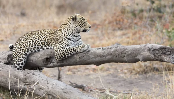 Léopard reposant sur un tronc d'arbre tombé se reposer après la chasse — Photo