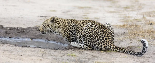 Leopard trinkt nach der Jagd Wasser aus kleinem Pool — Stockfoto