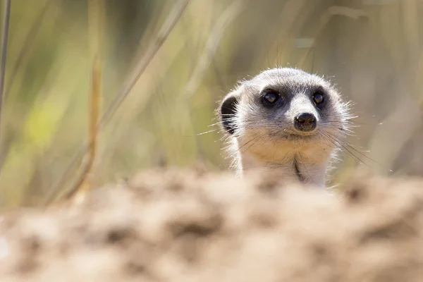 Suricate peeks from the safety of its den in sandy soil of the K — Stock Photo, Image