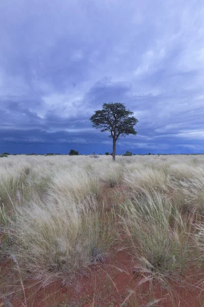 Landscape Lone Tree Kalahari Blue Storm Clouds Approaching — Stock Photo, Image