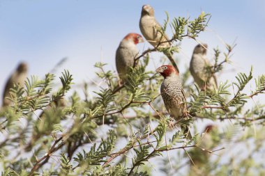 Kırmızı başlı ispinoz sürüsü Kalahari diken ağaç ve mavi sk