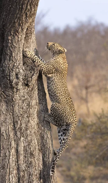 Einsamer Leopard klettert tagsüber in der Natur schnell auf einen hohen Baum — Stockfoto