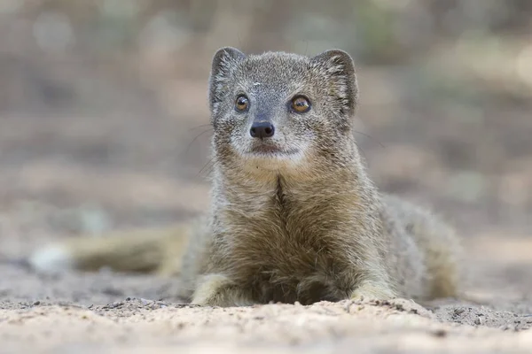 Yellow Mongoose lie down to rest on the Kalahari desert sand in — Stock Photo, Image