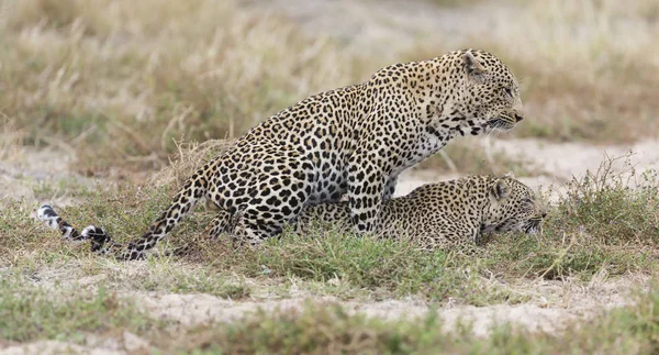 Samec a samice leopard páření na trávě v přírodě — Stock fotografie