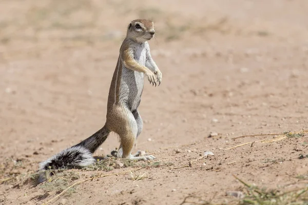 Un écureuil terrestre à la recherche de nourriture dans le sable sec du Kalahari — Photo