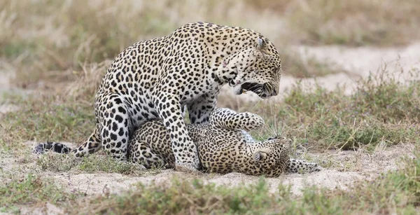 Hombre leopardo mordiendo a una hembra mientras se aparea en la hierba corta en natu — Foto de Stock