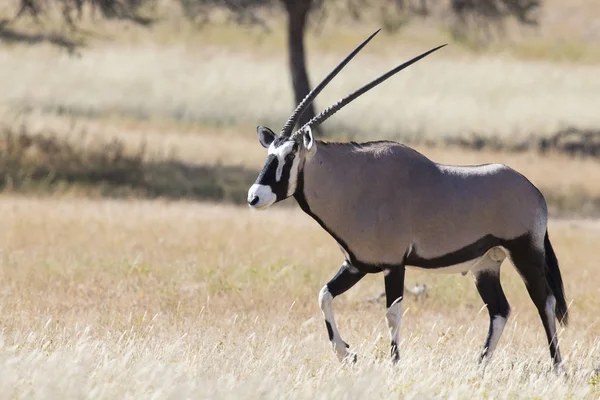 Oryx solitario caminando sobre una llanura cubierta de hierba bajo el sol caliente de Kalahari — Foto de Stock