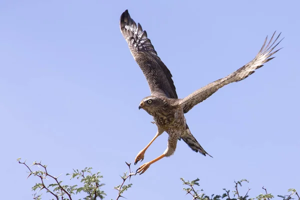 Бледная самка, скандирующая "Goshawk", сидящая на дереве против синей Калы — стоковое фото