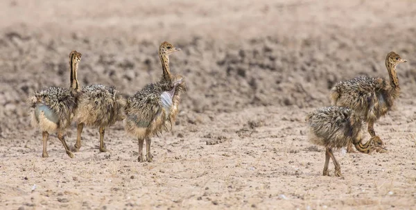 Família de pintos de avestruz correndo atrás de seus pais em Kala seca — Fotografia de Stock