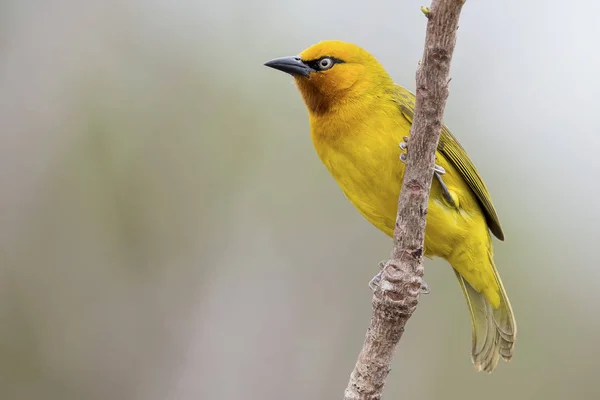 Spectacled Weaver perch and balance on thin branch — Stock Photo, Image