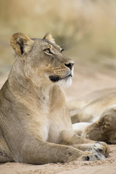 Primer plano de una leona acostada para descansar sobre la suave arena Kalahari —  Fotos de Stock