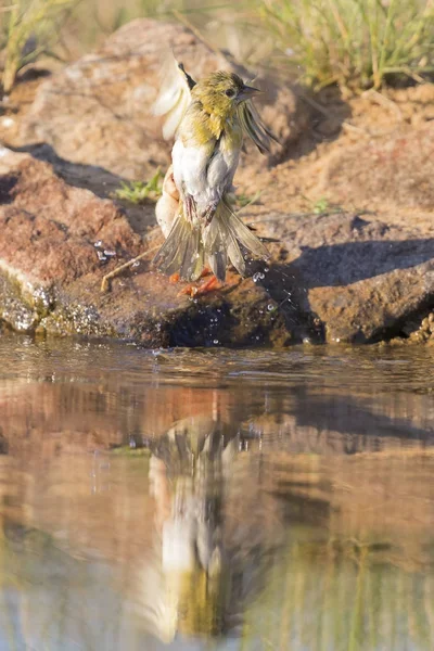 Southern Masked Weaver females having a bath in a waterhole in K — Stock Photo, Image