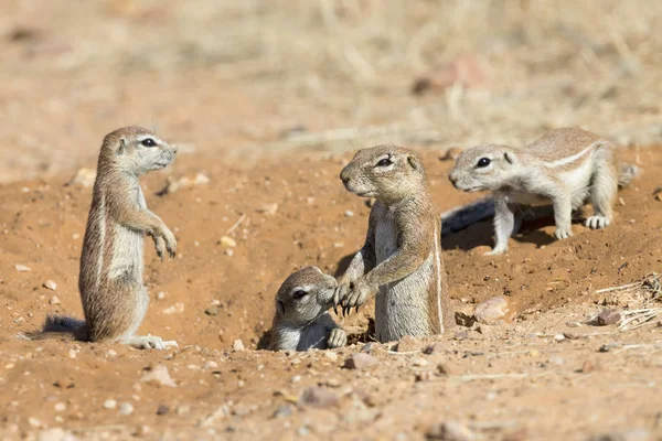 Família de esquilos terrestres cuidadosamente sair de sua toca em — Fotografia de Stock