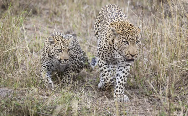 Samec a samice leopard scházení na Páření v přírodě — Stock fotografie