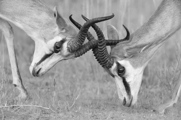 Os machos springbok lutando por dominância no conversio artístico — Fotografia de Stock