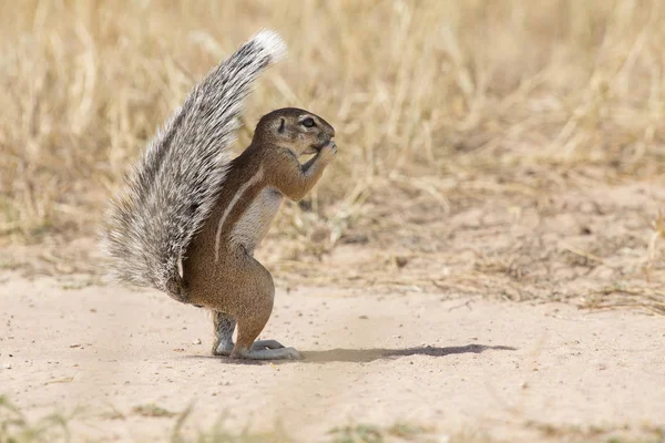 Un écureuil terrestre utilisant sa queue comme bouclier dans le Kalaha chaud — Photo
