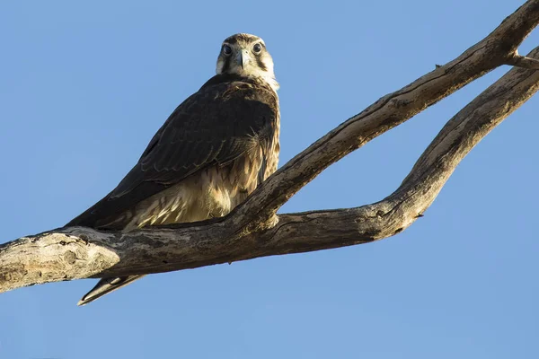 Lannar Falcon sentado en un árbol muerto contra el cielo azul brillante —  Fotos de Stock