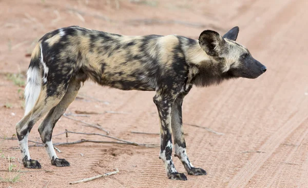 Yalnız Afrika yaban köpeği av onun arkadaşları arıyor — Stok fotoğraf