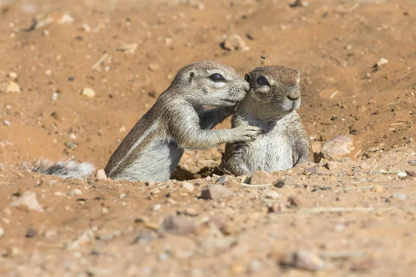 Family of Ground Squirrels carefully come out of their burrow in — Stock Photo, Image