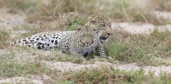 Mannelijke en vrouwelijke luipaard samen te komen voor de paring in de natuur — Stockfoto