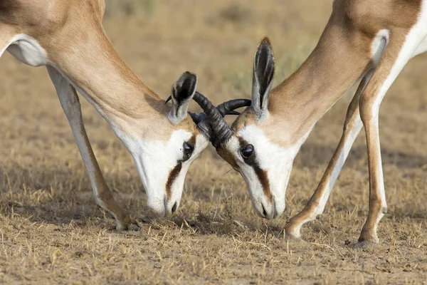 W praktyce mężczyźni młody springbok sparing o dominację na sho — Zdjęcie stockowe