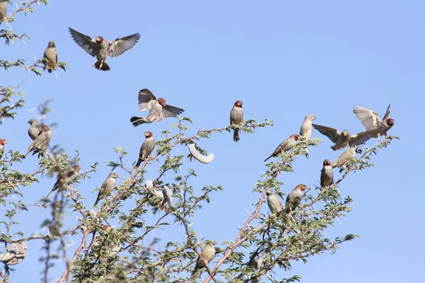 Swarm of Red Headed Finches in a Kalahari thorn tree and blue sk — Stock Photo, Image