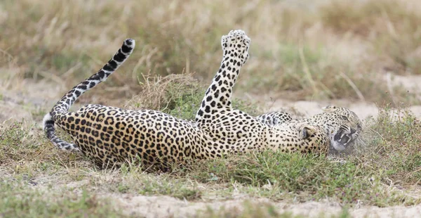 Leopardin schlägt Männchen bei Paarung auf Gras in der Natur — Stockfoto