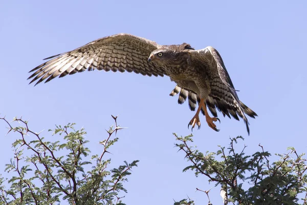 Ébrio cantando Goshawk sentado em uma árvore contra azul Kalah — Fotografia de Stock