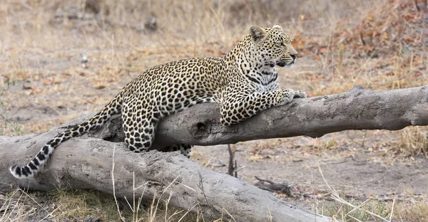 Leopardo descansando em um tronco de árvore caído descansar depois de caçar — Fotografia de Stock