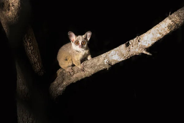Karanlıkta spotlig tarafından aydınlatılmış bir dala tutunarak bushbaby