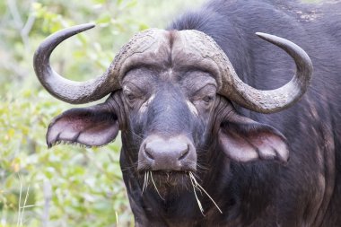 Öfkeli seyir çimenlerin üzerinde çiğneme bir bufalo close-up portre