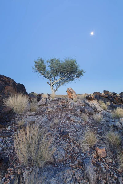 Paisaje de un árbol solitario con tronco blanco y luna en desierto seco — Foto de Stock