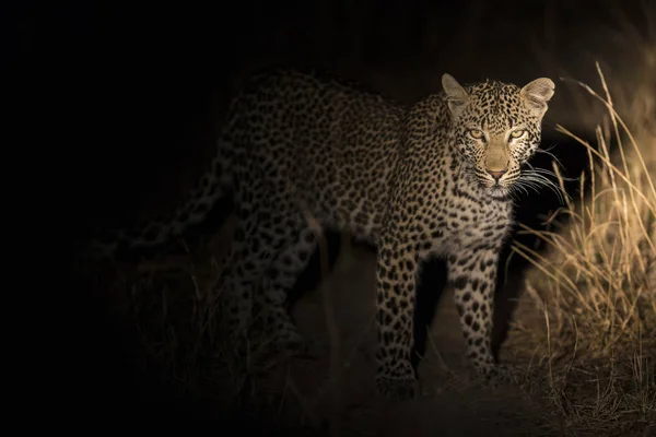 Samotny leopard chodzenie w ciemności i polowanie na jedzenie w przyrodzie — Zdjęcie stockowe