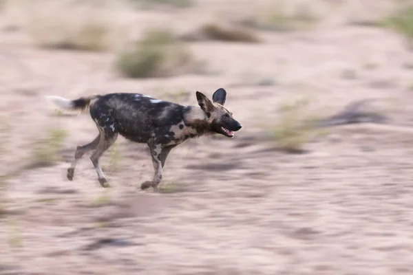 実行しているアフリカの野生の犬がぼやけて狩猟中の動作 — ストック写真